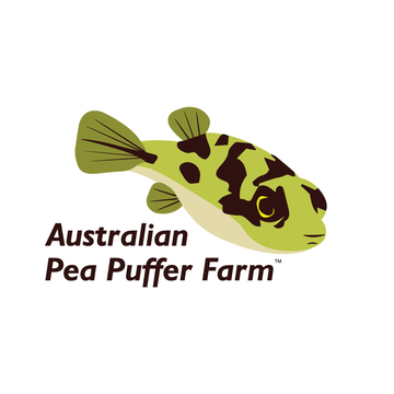 Freshwater Dwarf Pea Puffer Fish