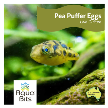 Dwarf Pea Puffer Eggs Plus Vinegar Eels Live Food Packs