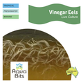 Vinegar Eels Live Culture