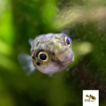 Freshwater Dwarf Pea Puffer Fish | AquaBits